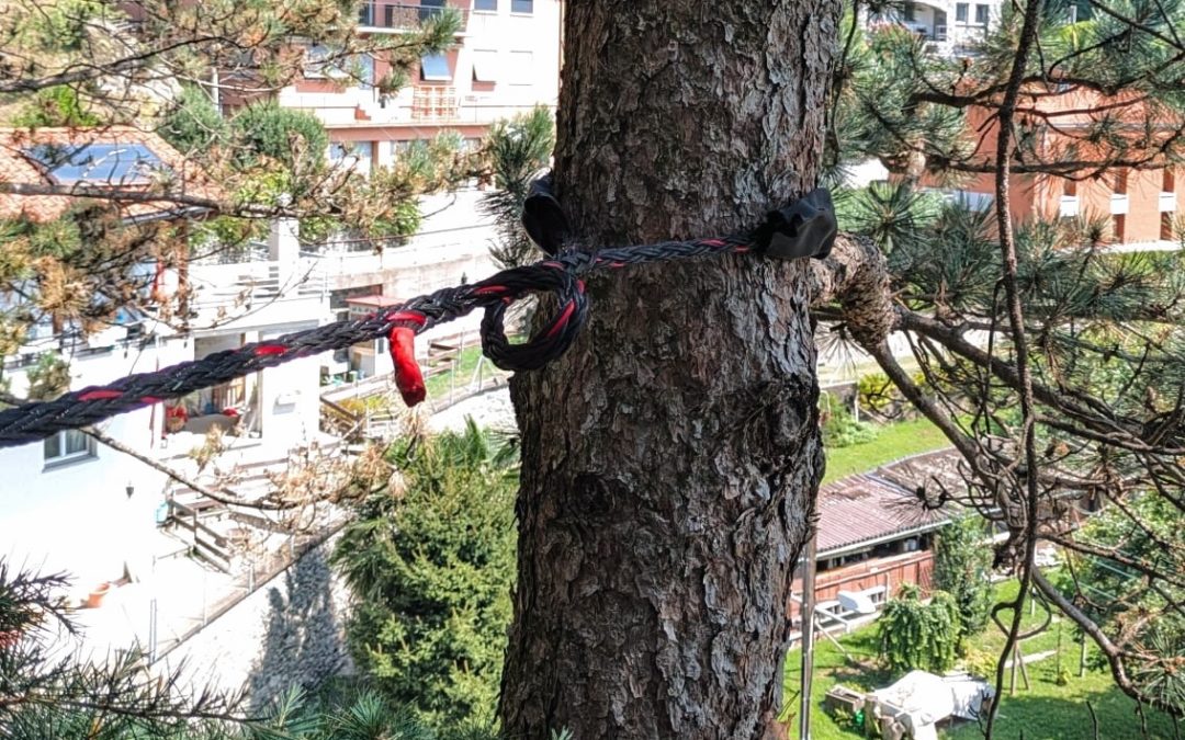 Consolidamento | Cedro dell’Himalaya